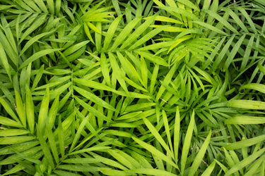 15 PARLOR PALM Neanthe Bella Palm Chamaedorea Elegans Tree Houseplant Seeds